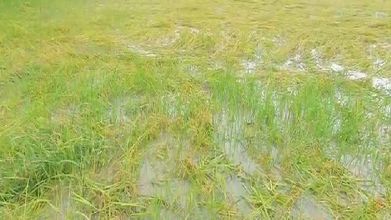 திருவாரூரில் வெளுத்துவாங்கும் கனமழை… தண்ணீரில் மூழ்கிய நெற்கதிர்கள்… கண்ணீர் வடிக்கும் விவசாயிகள்.!