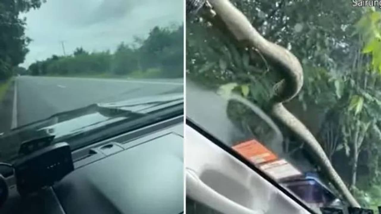 ഓടുന്ന വാഹനത്തിന്റെ വിന്‍ഡ്‍സ്ക്രീനിലൂടെ ഇഴഞ്ഞുനീങ്ങി പാമ്പ്, വീഡിയോ