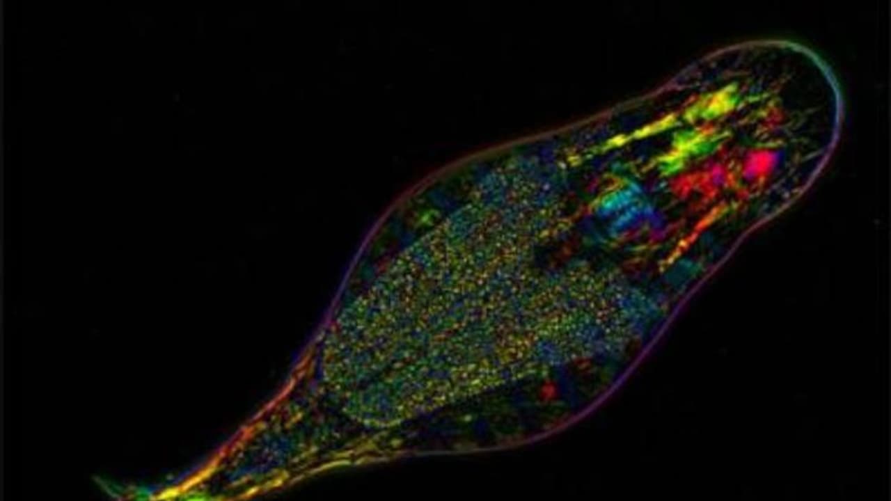 അഞ്ച് കോടി വര്ഷങ്ങളായി സെക്സില്ലാതെ നിലനില്ക്കുന്ന ജീവി, കുപ്രസിദ്ധ ജീന് മോഷ്ടാവ്! അഞ്ച് കോടി വര്ഷങ്ങളായി സെക്സില്ലാതെ നിലനില്ക്കുന്ന ജീവി, കുപ്രസിദ്ധ ജീന് മോഷ്ടാവ്!