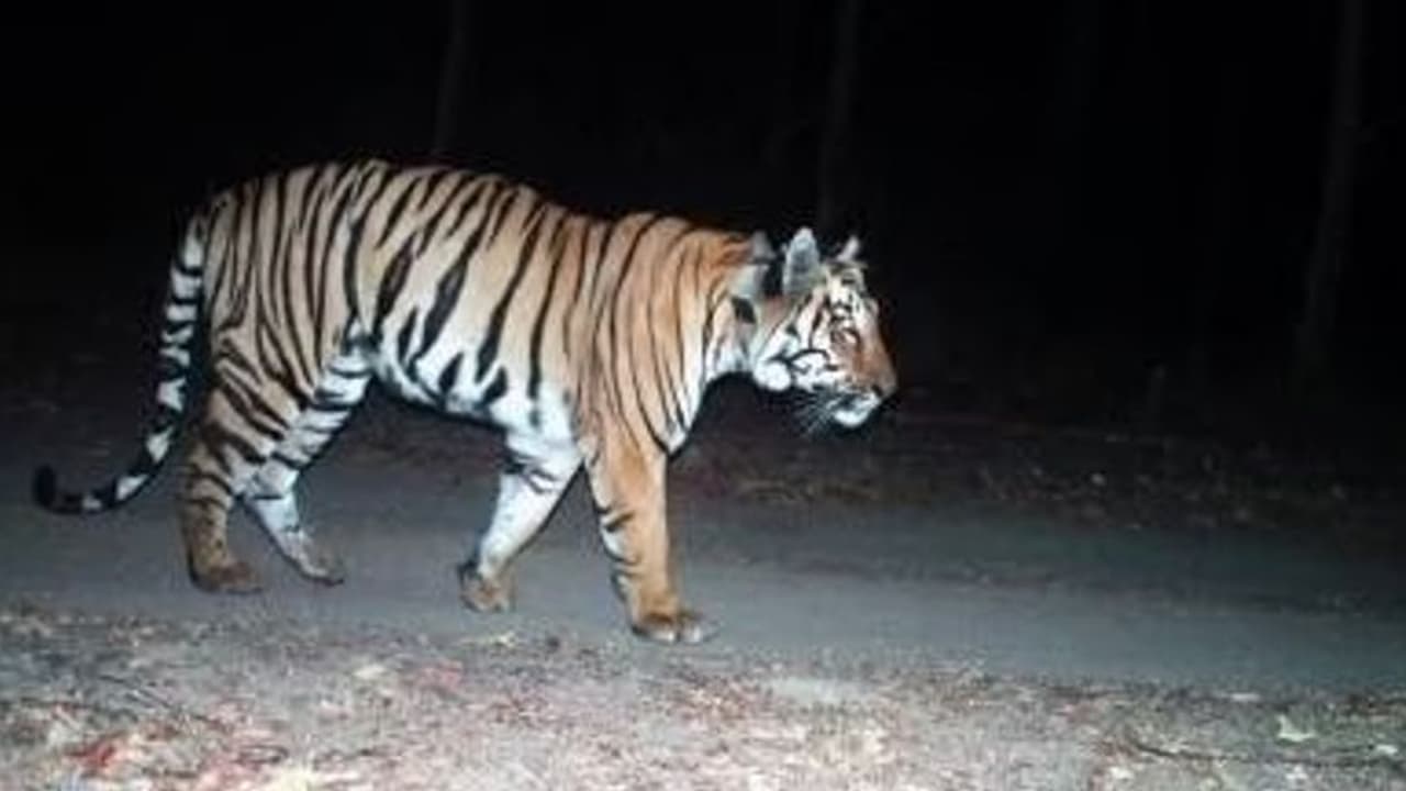 Tiger Caches in kodagu : ಒಂದೇ ದಿನ 9 ಮೇಕೆ ಕೊಂದಿದ್ದ ಹುಲಿ ಹಿಡಿದುಮೈಸೂರಿಗೆ ರವಾನೆ