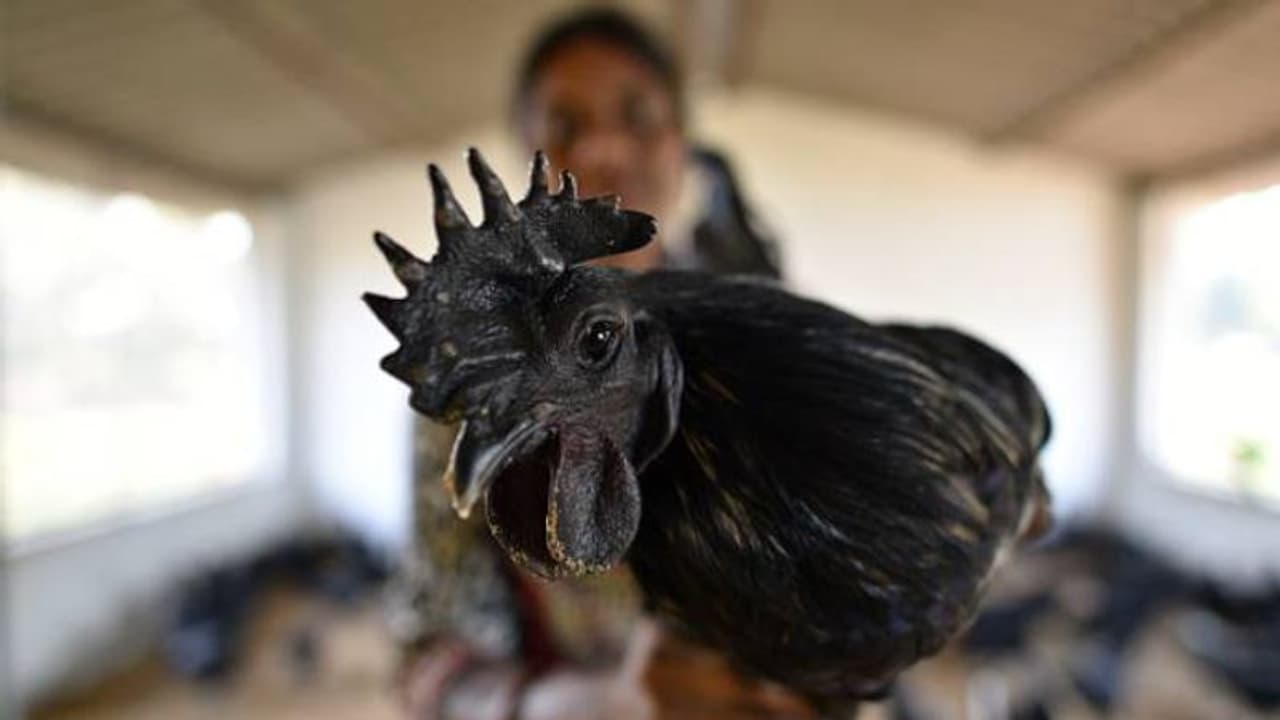 കരിങ്കോഴിയിറച്ചി വന്ധ്യത ഇല്ലാതാക്കും, ലൈംഗികശേഷി കൂട്ടും, ശരിക്കും ഇതിന് പിന്നിലെ സത്യമെന്ത്? കരിങ്കോഴിയിറച്ചി വന്ധ്യത ഇല്ലാതാക്കും, ലൈംഗികശേഷി കൂട്ടും, ശരിക്കും ഇതിന് പിന്നിലെ സത്യമെന്ത്?