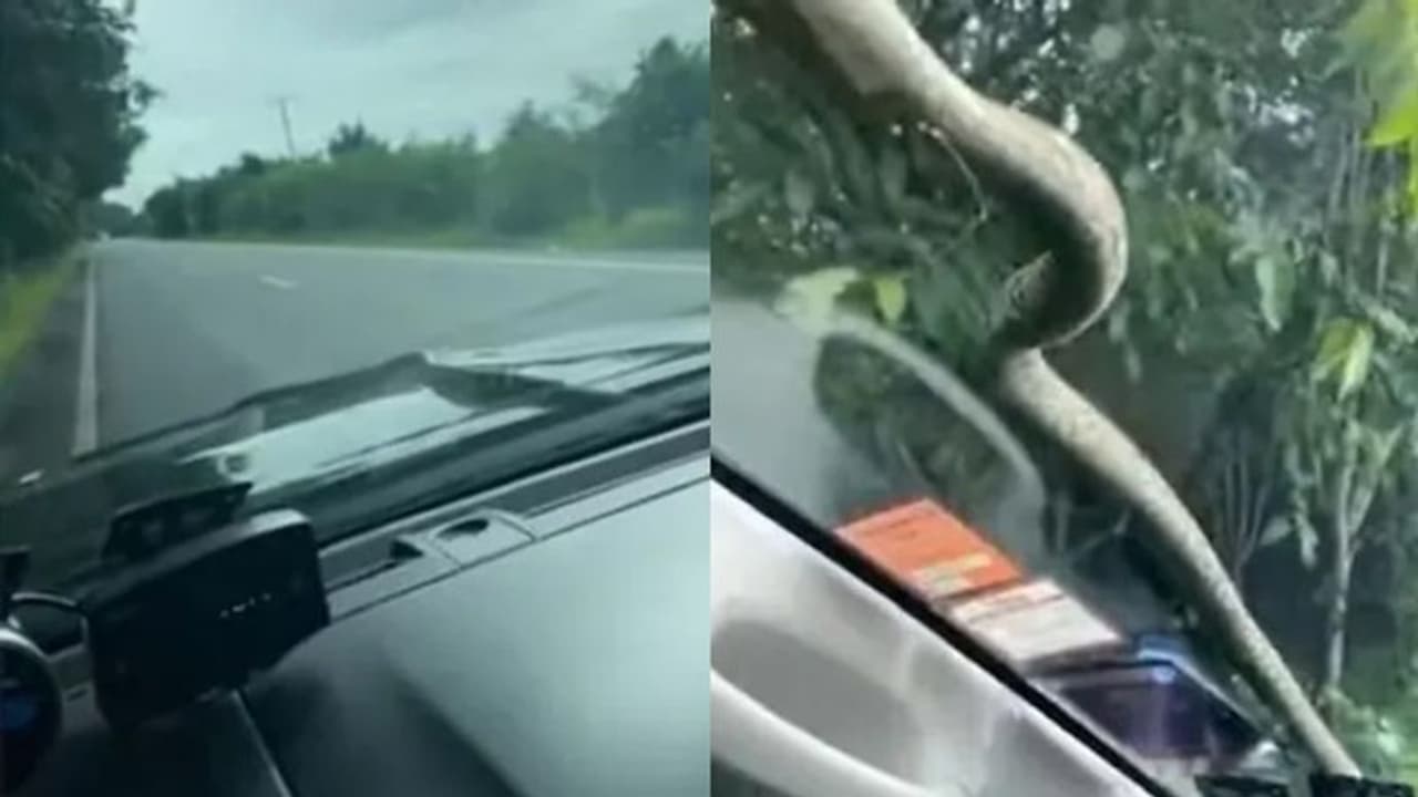 ഓടിക്കൊണ്ടിരിക്കെ കാറിന്റെ ചില്ലിന് മുകളിലൂടെ ഇഴഞ്ഞെത്തുന്ന പാമ്പ്; വീഡിയോ ഓടിക്കൊണ്ടിരിക്കെ കാറിന്റെ ചില്ലിന് മുകളിലൂടെ ഇഴഞ്ഞെത്തുന്ന പാമ്പ്; വീഡിയോ