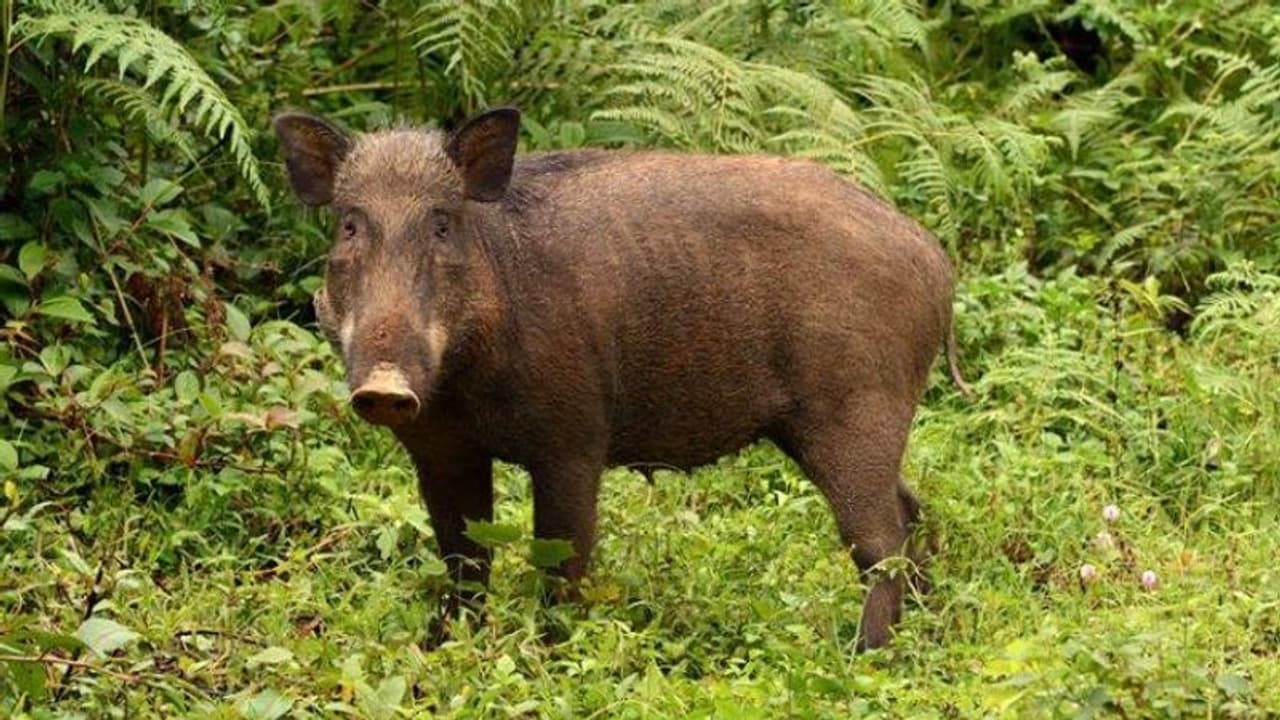 കാട്ടുപന്നി ഭീതിയില് ആലപ്പുഴയും; വീട്ടമ്മയെ പന്നി ആക്രമിച്ചു, രണ്ട് പേര്ക്ക് പരിക്ക് കാട്ടുപന്നി ഭീതിയില് ആലപ്പുഴയും; വീട്ടമ്മയെ പന്നി ആക്രമിച്ചു, രണ്ട് പേര്ക്ക് പരിക്ക്