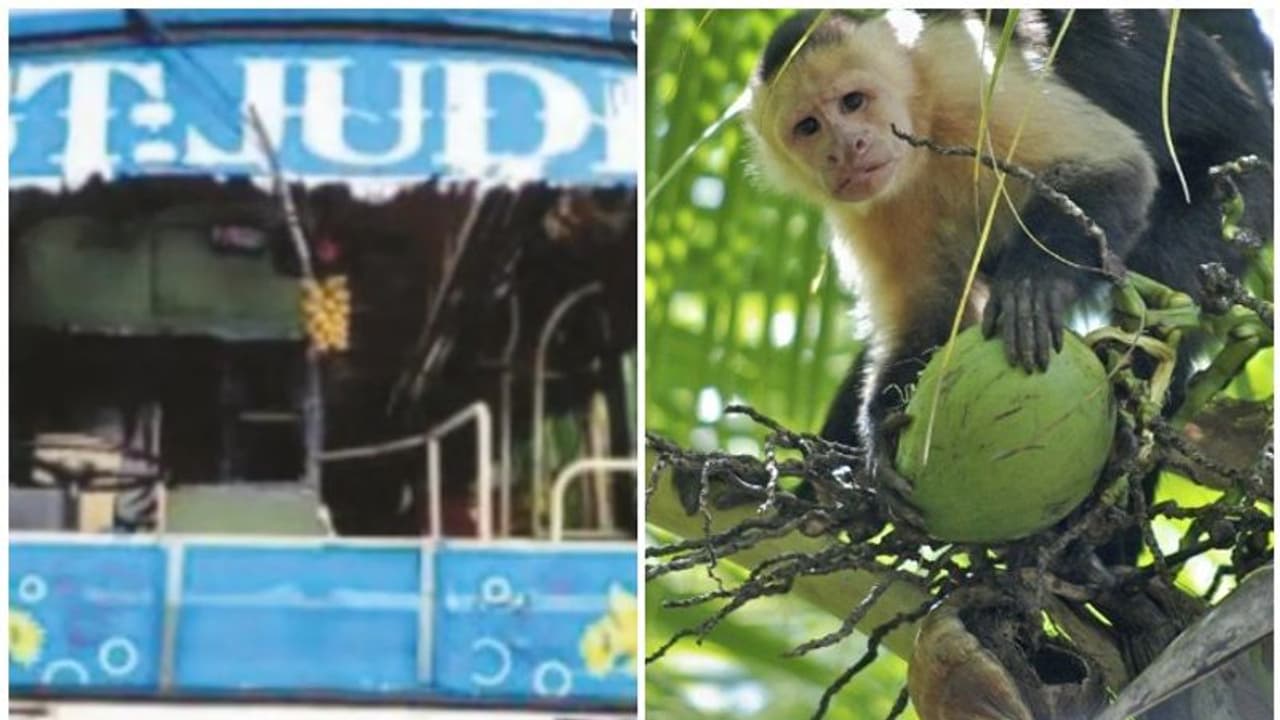 ഓടിക്കൊണ്ടിരുന്ന ബസിന്റെ ചില്ല് കുരങ്ങ് തേങ്ങ എറിഞ്ഞു തകര്ത്തു; മൂന്നുപേര്ക്ക് പരിക്ക് ഓടിക്കൊണ്ടിരുന്ന ബസിന്റെ ചില്ല് കുരങ്ങ് തേങ്ങ എറിഞ്ഞു തകര്ത്തു; മൂന്നുപേര്ക്ക് പരിക്ക്