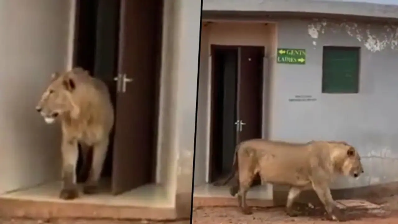 Watch: Lion walks out of public toilet; viral video stuns netizens