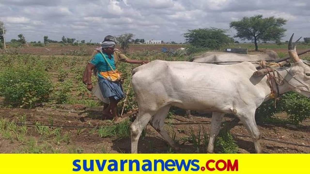 ಗದಗ ಜಿಲ್ಲೆಯಲ್ಲಿ ಮತ್ತೆ ಗೊಬ್ಬರದ ಕೃತಕ ಅಭಾವ: ಆತಂಕದಲ್ಲಿ ಅನ್ನದಾತ..!