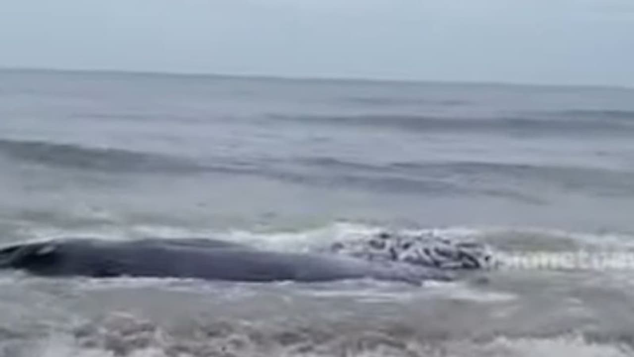 അഴീക്കൽ കടപ്പുറത്ത് കരയ്ക്കടിഞ്ഞത് തിമിംഗലത്തിന്റെ ജഡം, പോസ്റ്റ്മോർട്ടം പുരോഗമിക്കുന്നു അഴീക്കൽ കടപ്പുറത്ത് കരയ്ക്കടിഞ്ഞത് തിമിംഗലത്തിന്റെ ജഡം, പോസ്റ്റ്മോർട്ടം പുരോഗമിക്കുന്നു