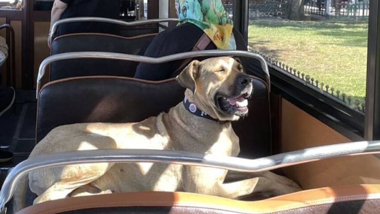 ഇസ്താംബൂളിലെ സഞ്ചരിക്കുന്ന നായ, ബോജി ഒരുദിവസം താണ്ടുന്നത് 30 കിലോമീറ്റർ വരെ ഇസ്താംബൂളിലെ സഞ്ചരിക്കുന്ന നായ, ബോജി ഒരുദിവസം താണ്ടുന്നത് 30 കിലോമീറ്റർ വരെ