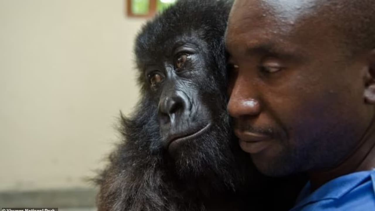 Viral Photo: একটি গরিলার মৃত্যু, সেই ছবি দেখে মন খারাপ সোশ্যাল মিডিয়ায় Viral Photo: একটি গরিলার মৃত্যু, সেই ছবি দেখে মন খারাপ সোশ্যাল মিডিয়ায়