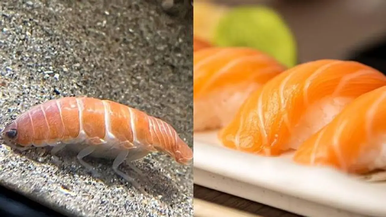 കണ്ടാൽ സാൽമൺ സുഷി തന്നെ, താരമായി അക്വേറിയത്തിലെ ഈ ജീവി, കാണാനായി സന്ദർശകരുടെ ഒഴുക്ക് കണ്ടാൽ സാൽമൺ സുഷി തന്നെ, താരമായി അക്വേറിയത്തിലെ ഈ ജീവി, കാണാനായി സന്ദർശകരുടെ ഒഴുക്ക്