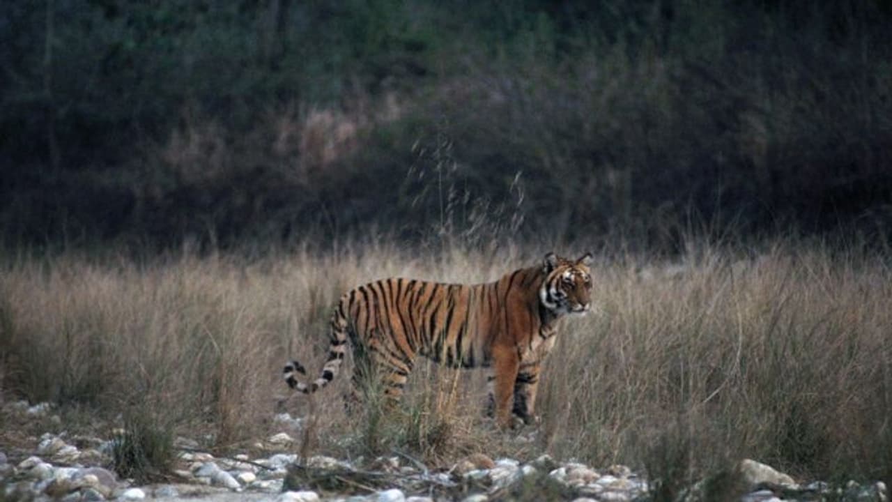 కొమురం భీం జిల్లాలో పెద్ద పులి సంచారం.. భయాందోళనలో స్థానికులు, రంగంలోకి అటవీశాఖ కొమురం భీం జిల్లాలో పెద్ద పులి సంచారం.. భయాందోళనలో స్థానికులు, రంగంలోకి అటవీశాఖ