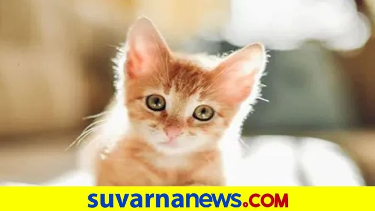 Beware : ಮನೆಯಲ್ಲಿ ಬೆಕ್ಕು ಸಾಕಿದ್ದೀರಾ? ಅನಾಹುತಕ್ಕಿಂತ ಮೊದಲು ಎಚ್ಚೆತ್ತುಕೊಳ್ಳಿ Beware : ಮನೆಯಲ್ಲಿ ಬೆಕ್ಕು ಸಾಕಿದ್ದೀರಾ? ಅನಾಹುತಕ್ಕಿಂತ ಮೊದಲು ಎಚ್ಚೆತ್ತುಕೊಳ್ಳಿ