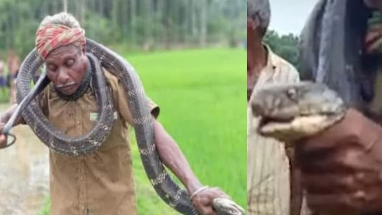 भगवान शंकर की तरह सांप को गले में डाल डांस कर रहा था बुजुर्ग, फिर जो हुआ वह बेहद डरावना था.. भगवान शंकर की तरह सांप को गले में डाल डांस कर रहा था बुजुर्ग, फिर जो हुआ वह बेहद डरावना था..