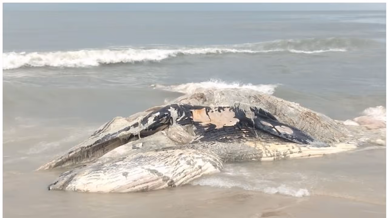 ഒറ്റമശേരിയില് തിമിംഗലത്തിന്റെ ജഡം അടിഞ്ഞു ഒറ്റമശേരിയില് തിമിംഗലത്തിന്റെ ജഡം അടിഞ്ഞു