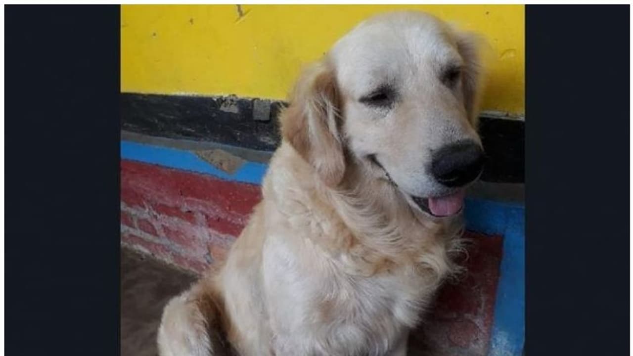 നായയെ കൊന്നവരെക്കുറിച്ച് വിവരം നല്കിയാല് 60,000 രൂപ പ്രതിഫലം! നായയെ കൊന്നവരെക്കുറിച്ച് വിവരം നല്കിയാല് 60,000 രൂപ പ്രതിഫലം!