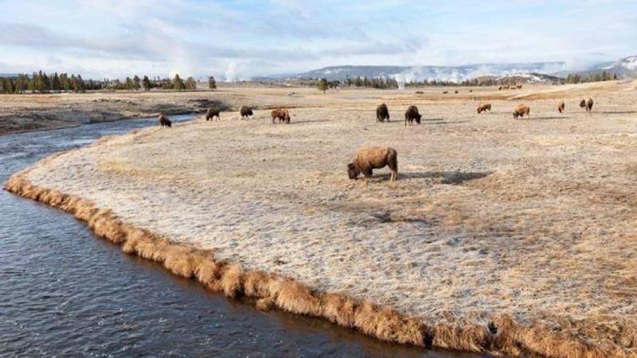 പാർക്കിലെ ചൂടുനീരുറവയിലേക്ക് നായവീണു, രക്ഷിക്കാൻ ശ്രമിച്ച സ്ത്രീക്ക് ​പൊള്ളൽ, ഇതുവരെ മരിച്ചത് 20 ലേറെപ്പേര്‍