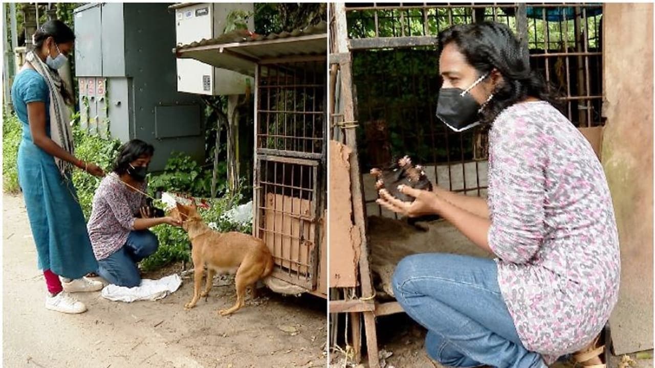 ഈ അമ്മയും മക്കളും ഇനി സ്നേഹത്തണലിൽ, അവശയായ നായക്കും കുഞ്ഞുങ്ങൾക്കും രക്ഷകരായി രണ്ട് സ്ത്രീകൾ ഈ അമ്മയും മക്കളും ഇനി സ്നേഹത്തണലിൽ, അവശയായ നായക്കും കുഞ്ഞുങ്ങൾക്കും രക്ഷകരായി രണ്ട് സ്ത്രീകൾ