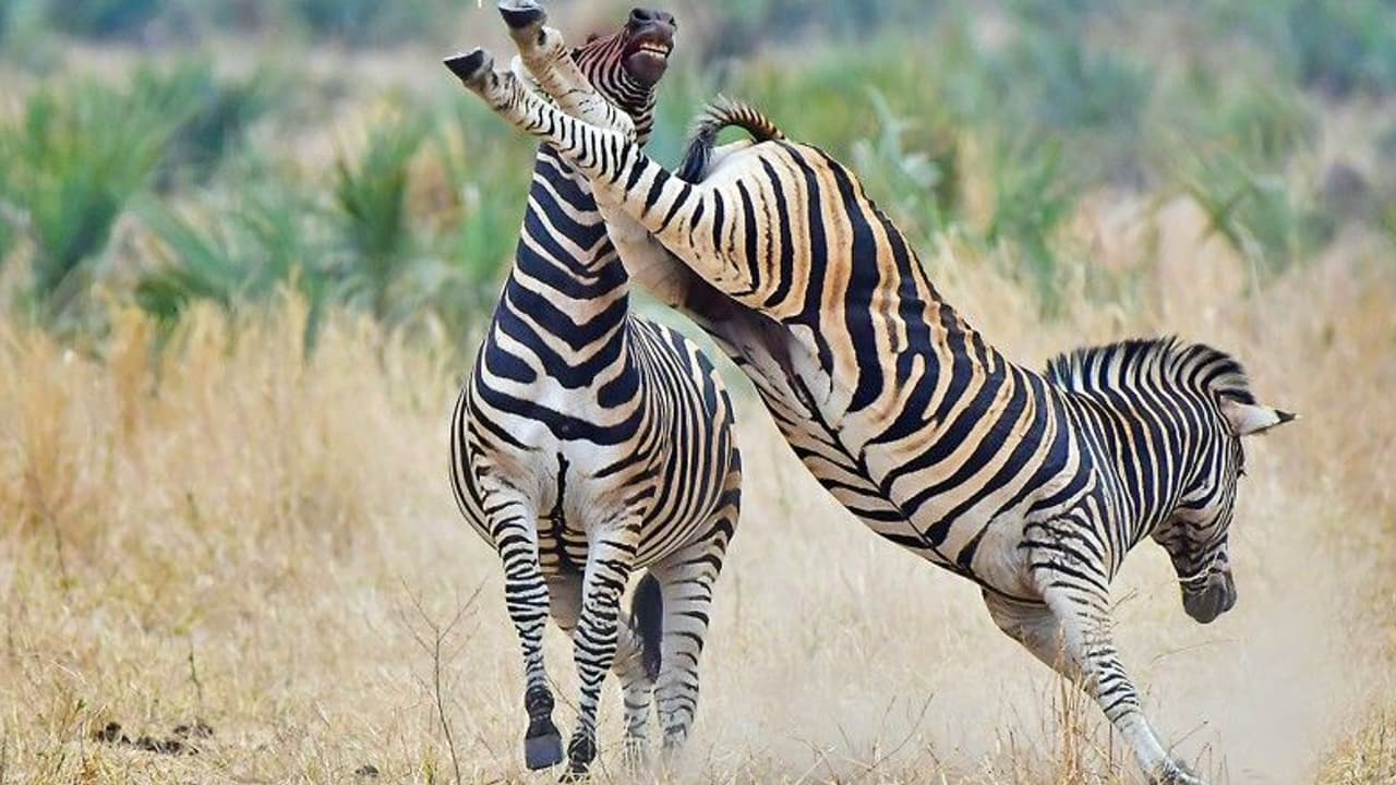 ആണ്സീബ്രയും പെണ്സീബ്രയും മൃഗശാലയില്നിന്ന് ഒളിച്ചോടി; പിന്നെ നടന്നത്! ആണ്സീബ്രയും പെണ്സീബ്രയും മൃഗശാലയില്നിന്ന് ഒളിച്ചോടി; പിന്നെ നടന്നത്!