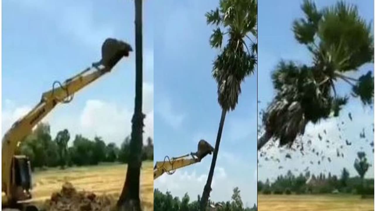 पेड़ को जेसीबी से गिराया, सैकडों पक्षियों का रुदन सुनकर कांप जाएगा दिल, देखें वायरल वीडियो पेड़ को जेसीबी से गिराया, सैकडों पक्षियों का रुदन सुनकर कांप जाएगा दिल, देखें वायरल वीडियो