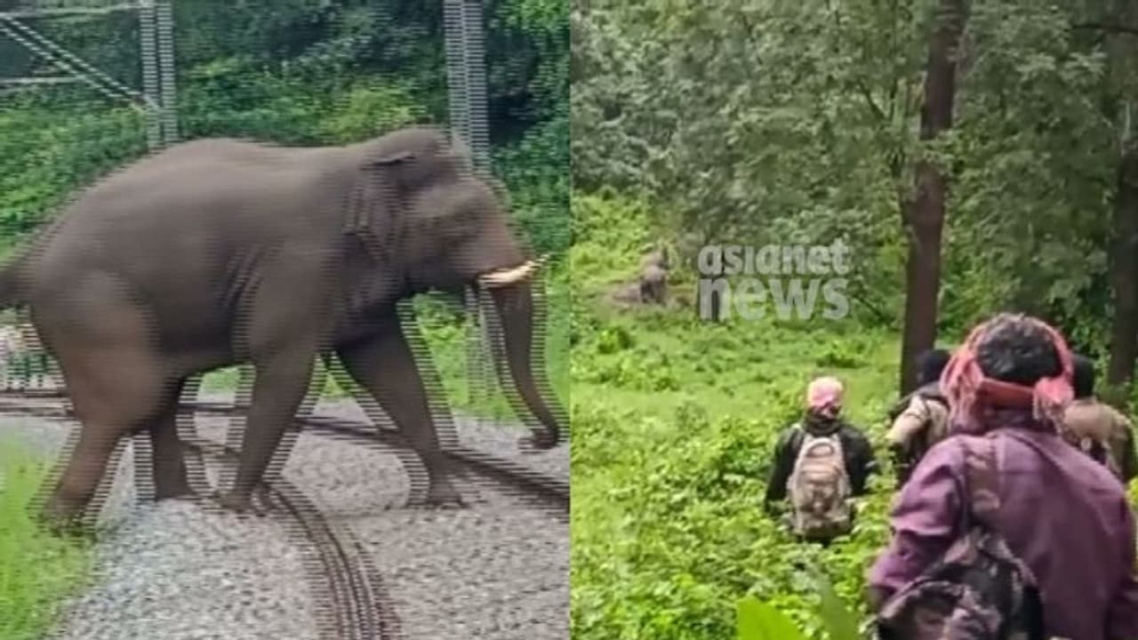 കഞ്ചിക്കോട് റെയിൽപാളത്തിൽ കാട്ടാന, വാളയാറിൽ കാട്ടിലകപ്പെട്ട പൊലീസിനെ തിരയുന്ന സംഘത്തിന് മുന്നിലും ആന കഞ്ചിക്കോട് റെയിൽപാളത്തിൽ കാട്ടാന, വാളയാറിൽ കാട്ടിലകപ്പെട്ട പൊലീസിനെ തിരയുന്ന സംഘത്തിന് മുന്നിലും ആന