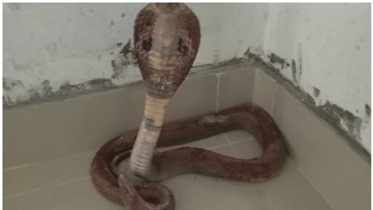 കണ്ണൂരില് ക്ലാസ് മുറി ശുചിയാക്കാനെത്തിയവരെ കാത്തിരുന്നത് 'മൂര്ഖന്' കണ്ണൂരില് ക്ലാസ് മുറി ശുചിയാക്കാനെത്തിയവരെ കാത്തിരുന്നത് 'മൂര്ഖന്'