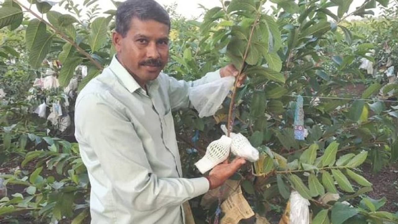 1.4 കിലോ വരെ തൂക്കം വരുന്ന തായ്പേരക്ക, വർഷത്തിൽ കിട്ടുന്നത് 32 ലക്ഷം 1.4 കിലോ വരെ തൂക്കം വരുന്ന തായ്പേരക്ക, വർഷത്തിൽ കിട്ടുന്നത് 32 ലക്ഷം