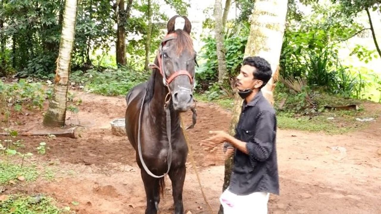 കുതിരയുടെ കണ്ണ് അടിച്ചു തകർത്ത പൊലീസുകാരനെതിരെ നടപടി വേണമെന്ന് അന്വേഷണ റിപ്പോർട്ട് കുതിരയുടെ കണ്ണ് അടിച്ചു തകർത്ത പൊലീസുകാരനെതിരെ നടപടി വേണമെന്ന് അന്വേഷണ റിപ്പോർട്ട്