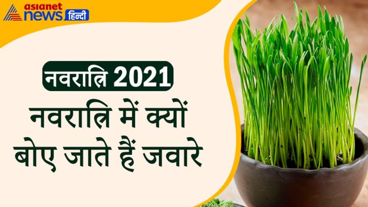 परंपरा: नवरात्रि में क्यों बोए जाते हैं जवारे, क्या है इसका जुड़े मनोवैज्ञानिक और वैज्ञानिक पक्ष? परंपरा: नवरात्रि में क्यों बोए जाते हैं जवारे, क्या है इसका जुड़े मनोवैज्ञानिक और वैज्ञानिक पक्ष?