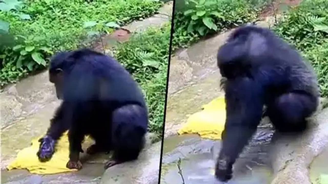 തുണിയലക്കുന്നത് സിമ്പിളല്ലേ: മനുഷ്യരെപ്പോലെ തന്നെ തുണിയലക്കുന്ന ചിമ്പാൻസി, വൈറലായി വീഡിയോ