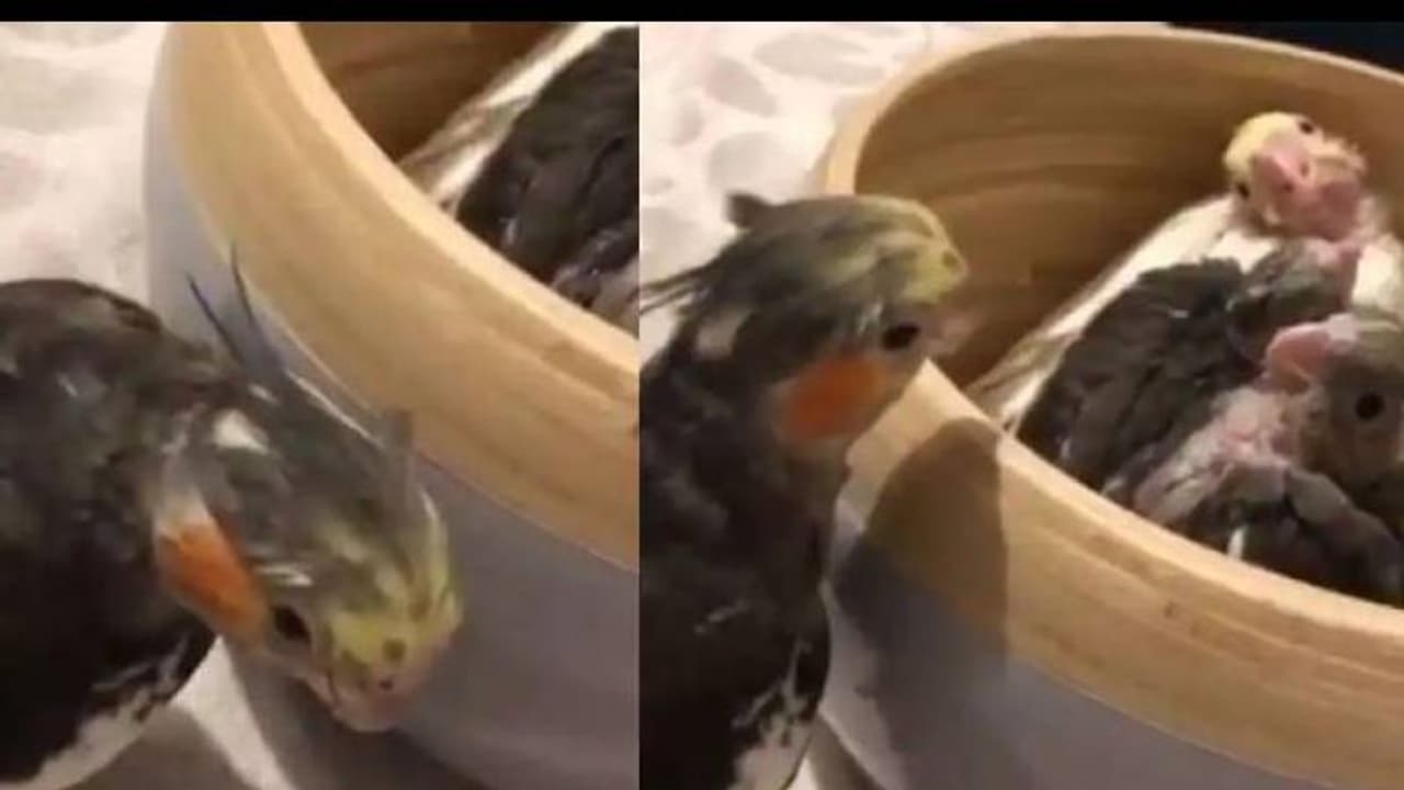 കുഞ്ഞുങ്ങൾക്കൊപ്പം 'ഒളിച്ചേ, കണ്ടേ' എന്ന് പറഞ്ഞ് കളിക്കുന്ന തത്ത, വൈറലായി വീഡിയോ