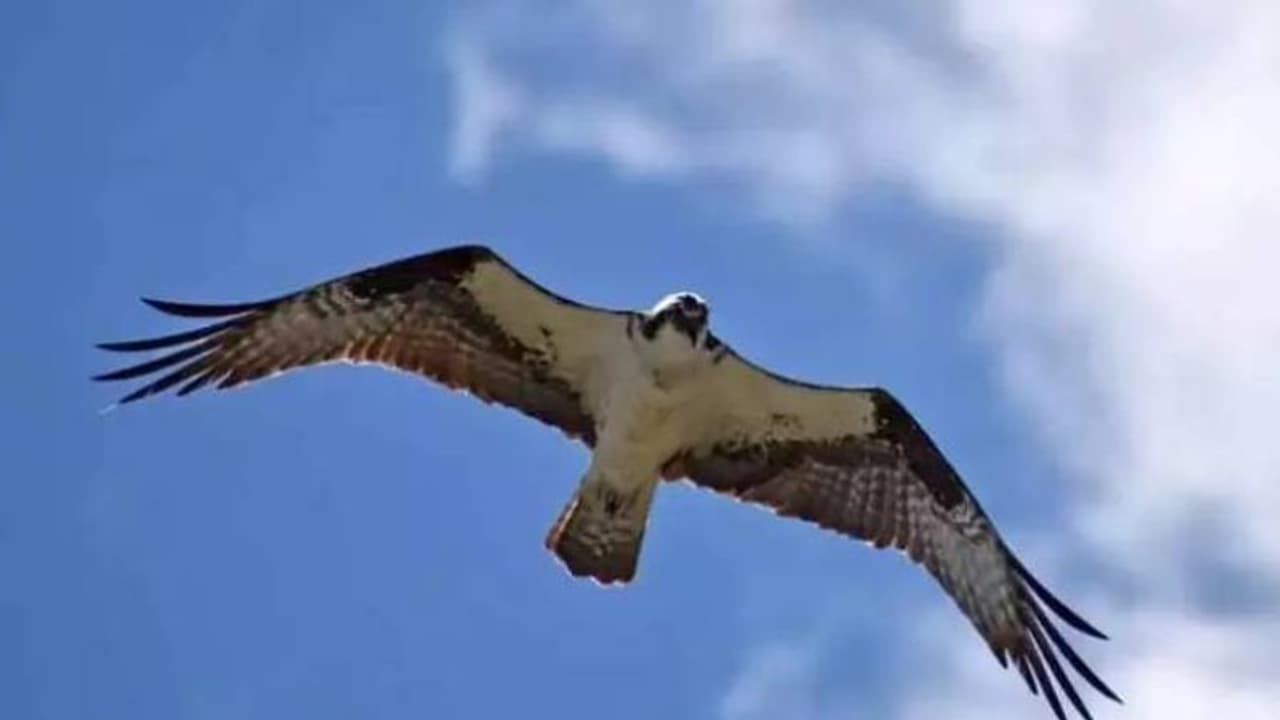 ഫാൽക്കൺ കഴുകൻ 42 ദിവസം കൊണ്ട് പറന്നത് 10,000 കിലോമീറ്ററിലധികം...