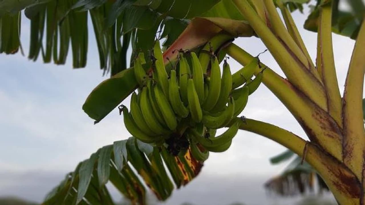 വാഴ മറിഞ്ഞ് ദേഹത്തുവീണ് തൊഴിലാളിക്ക് പരിക്കേറ്റു, നാലുകോടി നഷ്ടപരിഹാരം നൽകാൻ വിധിച്ച് കോടതി