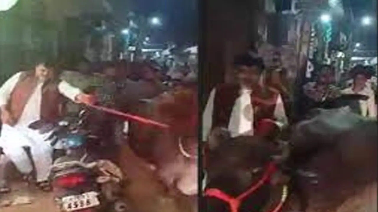 अजब MP के गजब मंत्री : सड़क पर भैंस लेकर निकले ऊर्जा मंत्री, प्रदेश में बिजली को लेकर मचा हाहाकार अजब MP के गजब मंत्री : सड़क पर भैंस लेकर निकले ऊर्जा मंत्री, प्रदेश में बिजली को लेकर मचा हाहाकार