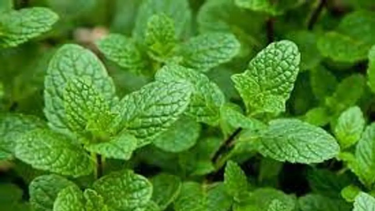 ঝামেলা ঝঞ্ঝাট থেকে মুক্তি পেতে ঘরে লাগান এই গাছ, ঘরে হবে ধন সম্পদের বৃষ্টি ঝামেলা ঝঞ্ঝাট থেকে মুক্তি পেতে ঘরে লাগান এই গাছ, ঘরে হবে ধন সম্পদের বৃষ্টি