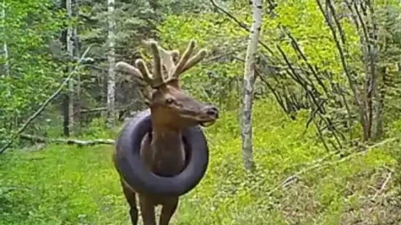 കഴുത്തിൽ കുടുങ്ങിയ ടയറിന്റെ ഭാരവുമായി രണ്ട് വർഷം, ഒടുവിൽ എൽക് സ്വതന്ത്രനായി...