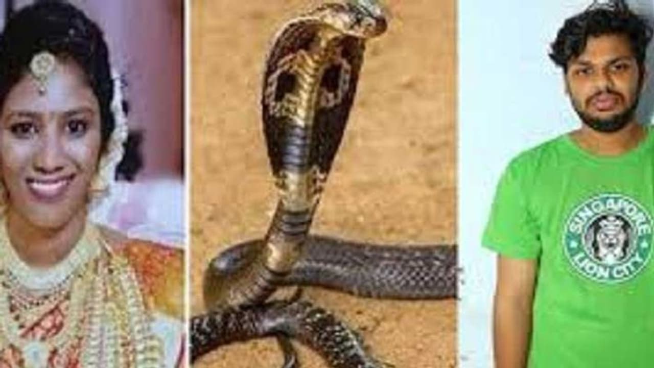 పాము కాటుతో భార్యను చంపిన భర్త: సూరజ్‌కి డబుల్ జీవిత ఖైదు