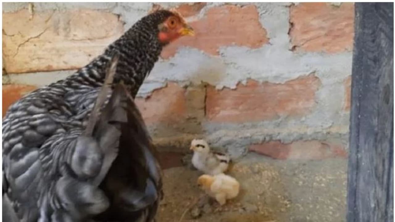 'കോഴിയോ മുട്ടയോ ആദ്യം' ചോദിക്കാൻ വരട്ടെ? മുട്ടയില്ലാതെ കോഴി 'പ്രസവിച്ചു', കുഞ്ഞുങ്ങൾ നാല്, അപൂർവം 'കോഴിയോ മുട്ടയോ ആദ്യം' ചോദിക്കാൻ വരട്ടെ? മുട്ടയില്ലാതെ കോഴി 'പ്രസവിച്ചു', കുഞ്ഞുങ്ങൾ നാല്, അപൂർവം