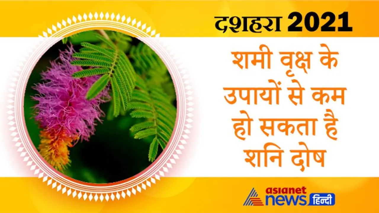 दशहरे पर की जाती है शमी वृक्ष की पूजा, इस पेड़ के उपायों से कम हो सकता है शनि दोष