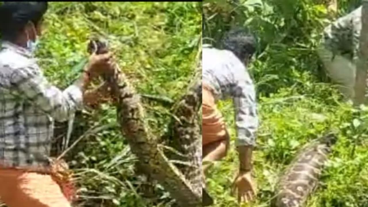 കിളിമാനൂരിൽ പട്ടിയെ വിഴുങ്ങി മയക്കത്തിലായ പെരുമ്പാമ്പിനെ നാട്ടുകാർ പിടികൂടി വനംവകുപ്പിൽ ഏൽപിച്ചു കിളിമാനൂരിൽ പട്ടിയെ വിഴുങ്ങി മയക്കത്തിലായ പെരുമ്പാമ്പിനെ നാട്ടുകാർ പിടികൂടി വനംവകുപ്പിൽ ഏൽപിച്ചു