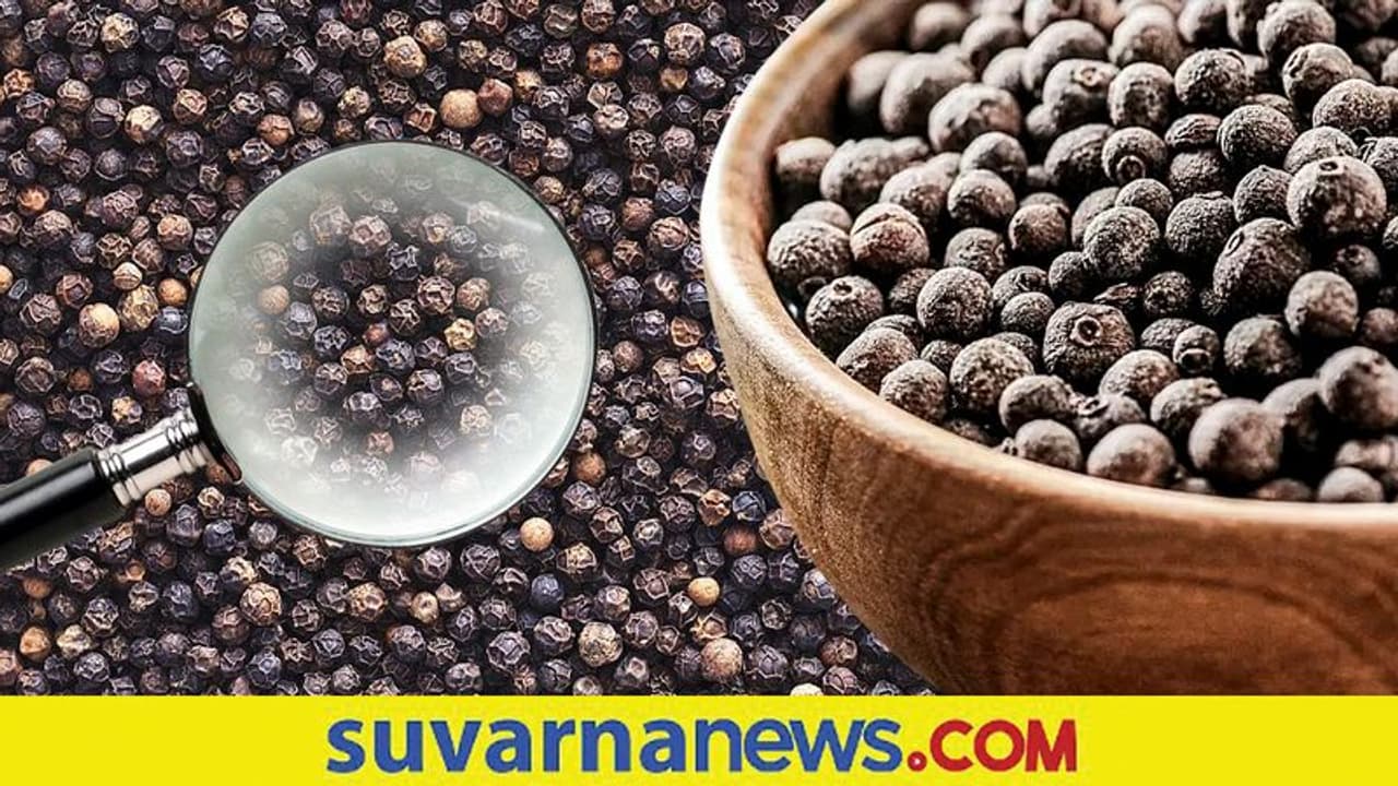 6 ವರ್ಷ ಬಳಿಕ ಕಾಳುಮೆಣಸು ದರ ಭಾರೀ ಏರಿಕೆ : ರೈತರ ಹರ್ಷ 6 ವರ್ಷ ಬಳಿಕ ಕಾಳುಮೆಣಸು ದರ ಭಾರೀ ಏರಿಕೆ : ರೈತರ ಹರ್ಷ