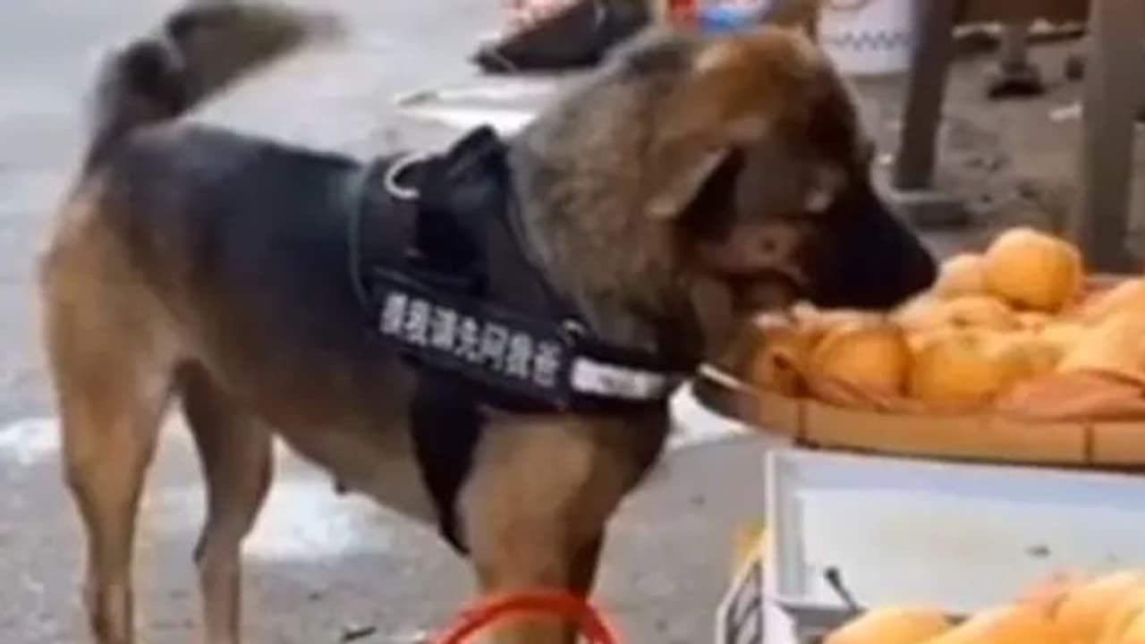 ഷോപ്പിംഗ് ചെയ്യാന് വളര്ത്തുപട്ടികള്; കൗതുകമായി വീഡിയോ ഷോപ്പിംഗ് ചെയ്യാന് വളര്ത്തുപട്ടികള്; കൗതുകമായി വീഡിയോ