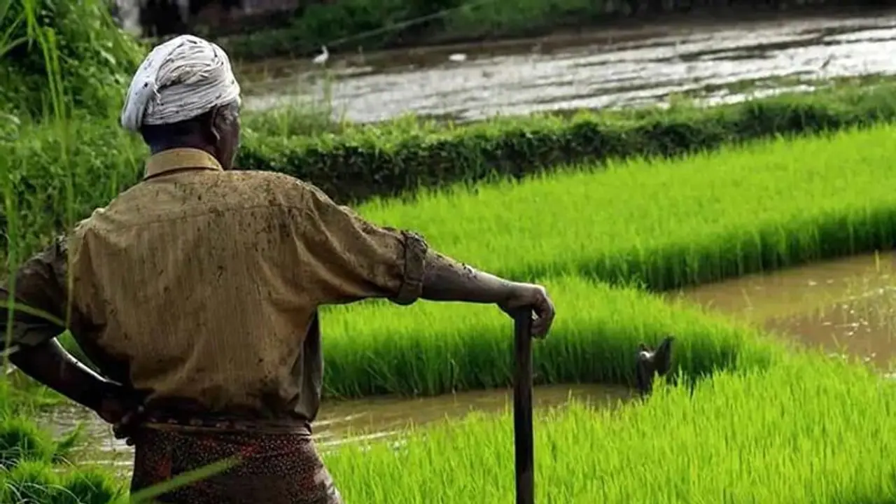 GM Crops: ಆಹಾರ ಭದ್ರತೆಗಾಗಿ ಜೀನ್ ಎಡಿಟೆಡ್ ಬೆಳೆಗಳ ಮೊರೆ ಹೋಗಲಿರುವ ಚೀನಾ!