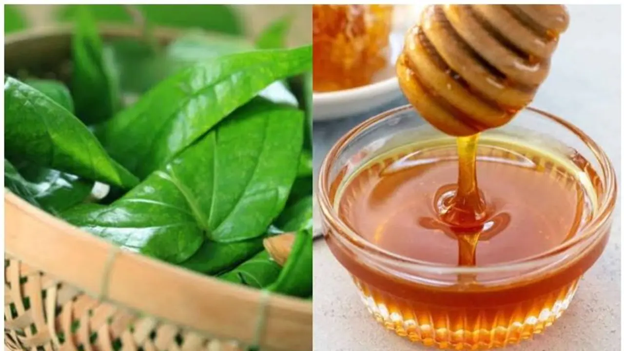 Skin Care: ব্রণর সমস্যা দূর করা থেকে চুলের যত্ন, অবাক করা পান পাতার উপকারিতা Skin Care: ব্রণর সমস্যা দূর করা থেকে চুলের যত্ন, অবাক করা পান পাতার উপকারিতা