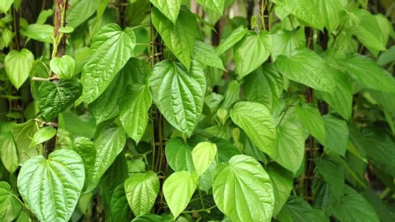 Paan Ka Patta: Life changing benefits of betel leaf you didn’t know about Paan Ka Patta: Life changing benefits of betel leaf you didn’t know about