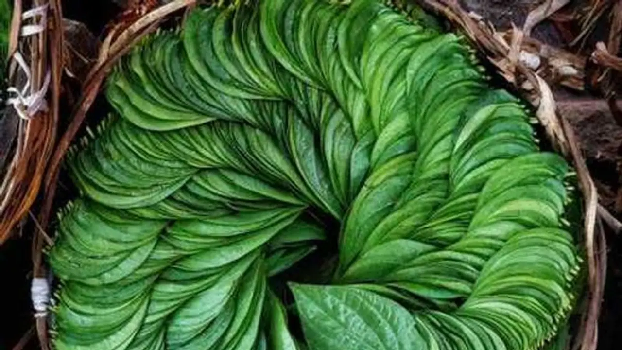 ইউরিক অ্যাসিডকে স্টোন হতে বাধা দেয় পান পাতা, জেনে নিন কীভাবে ব্যবহার করবেন