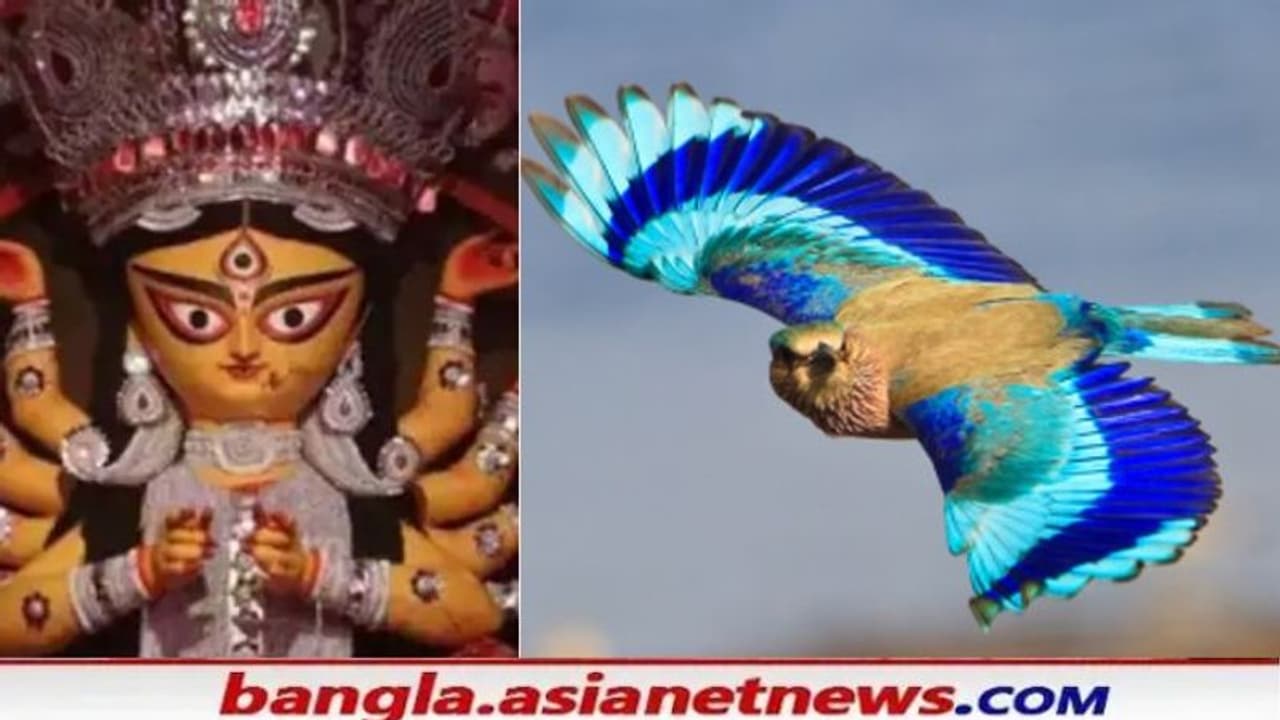 Durga Puja 2021: দশমীর দেবীবিদায় ও বিলুপ্তির পথে 'নীলকণ্ঠ পাখি'