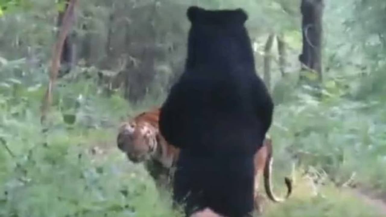 കടുവയും കരടിയും തൊട്ടടുത്ത്, പിന്നെ സംഭവിച്ചത്, വൈറലായി വീഡിയോ കടുവയും കരടിയും തൊട്ടടുത്ത്, പിന്നെ സംഭവിച്ചത്, വൈറലായി വീഡിയോ