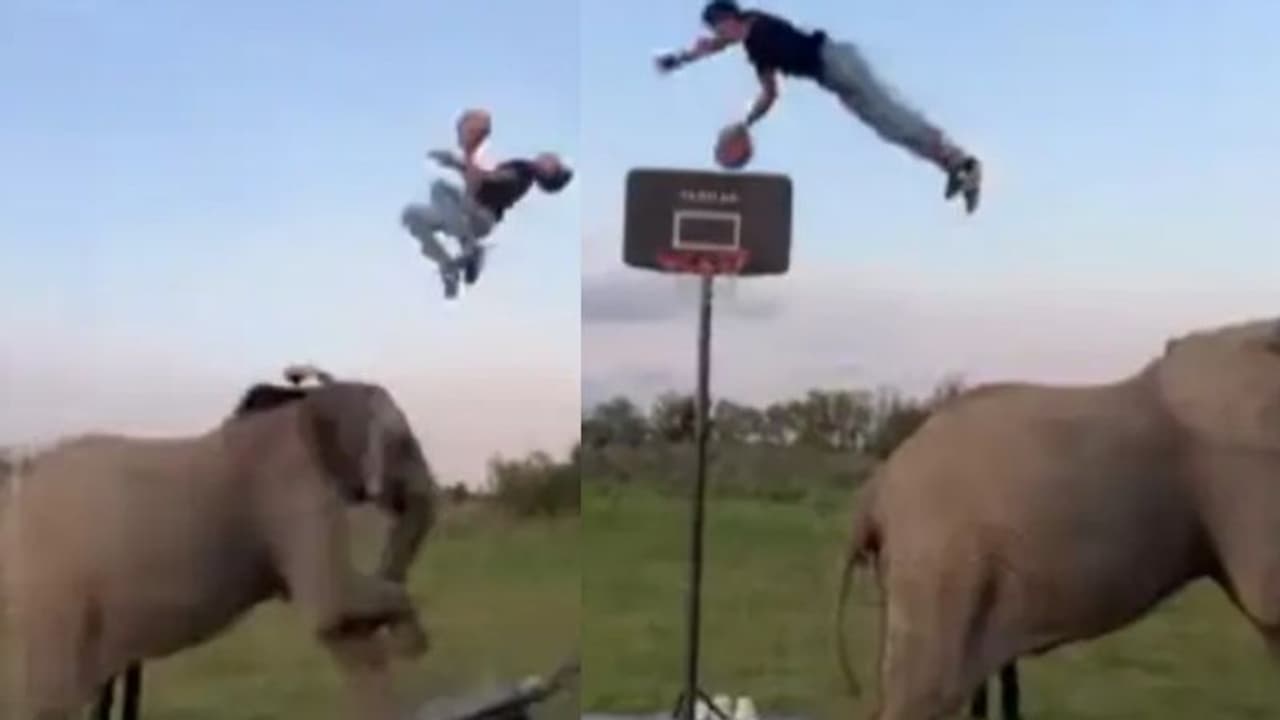 ബാസ്ക്കറ്റ്ബോള് കളിക്കാന് യുവാവിനെ സഹായിക്കുന്ന ആന; വീഡിയോ വൈറല് ബാസ്ക്കറ്റ്ബോള് കളിക്കാന് യുവാവിനെ സഹായിക്കുന്ന ആന; വീഡിയോ വൈറല്