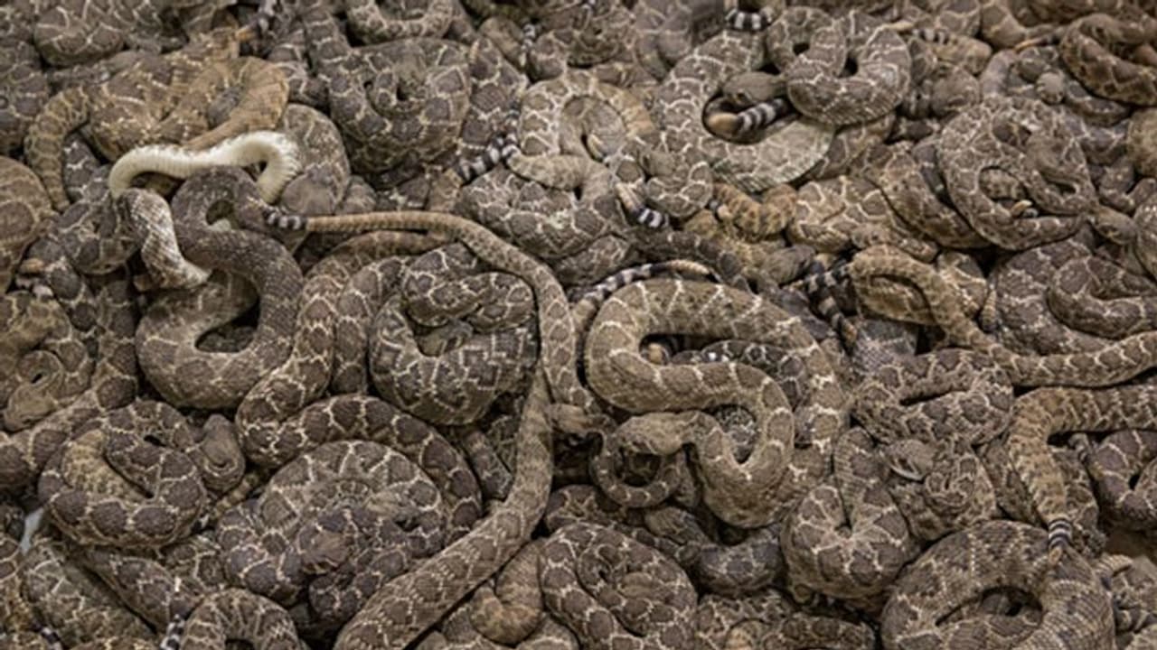 షాకింగ్.. ఇంట్లోని బాత్రూంలో 60 పాములు, 75 గుడ్ల పెంకులు.. షాకింగ్.. ఇంట్లోని బాత్రూంలో 60 పాములు, 75 గుడ్ల పెంకులు..