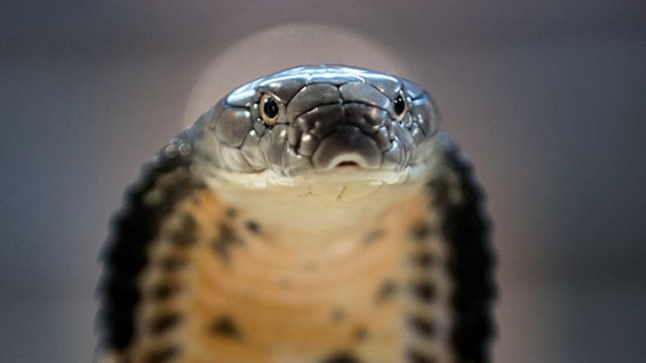 KaalSarpha Dosh 2022: ২০২২ সালে কালসর্প দোষে জর্জরিত হবে এই ৪ রাশি, থাকে হবে সাবধানে KaalSarpha Dosh 2022: ২০২২ সালে কালসর্প দোষে জর্জরিত হবে এই ৪ রাশি, থাকে হবে সাবধানে